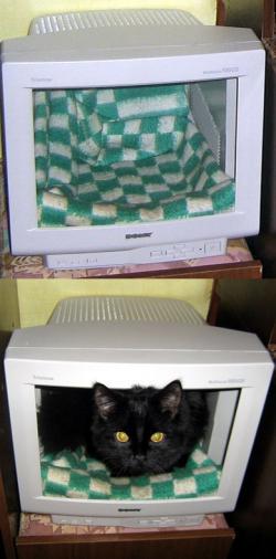 кот в мониторе